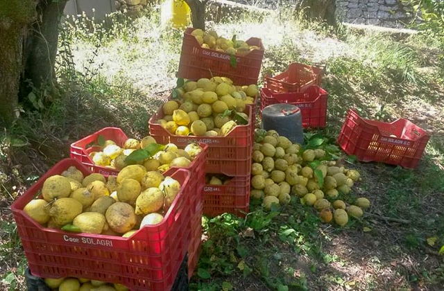 Antico Casale farm stay in Sorrento- Sorrento lemons
