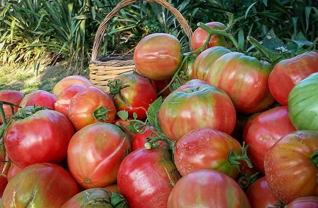 Antico Casale - pomodori di Sorrento