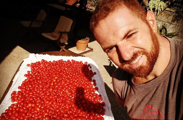 Antico Casale Agriturismo a Sorrento - raccolta pomodori