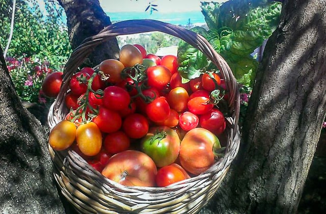 Antico Casale Farm Holiday in Positanto - tomatoes